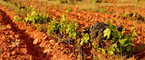Fuentes del Silencio vineyard with vines trained in vaso rastrero