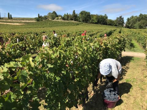 Picking grapes in St-Émilion 2019