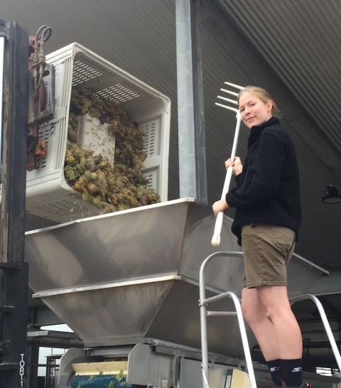Semillon 2020 grapes being loaded in to the press at a Barossa winery by Samantha Cole-Johnson