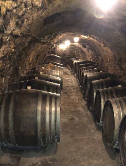 Black mould in Tokaji cellar