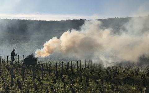 Smoke and wind while pruning in Chambolle-Musigny 2020