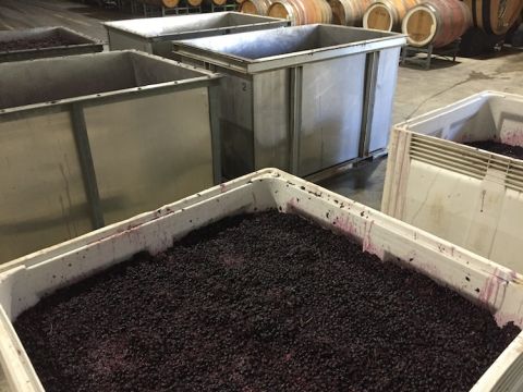 Fermenting the 2020 Barossa Valley harvest in picking bins