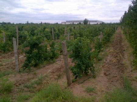 a vineyard in Ningxia