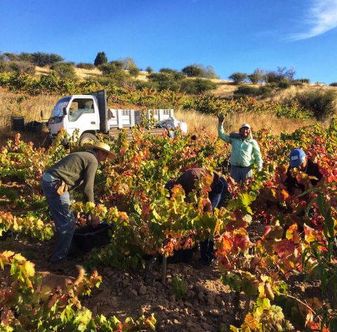 Garage Wine Co grape picker waving in Maule, S Chile