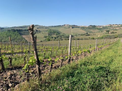 Fontodi vineyard