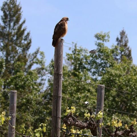 Bird watching with Prof Carole Meredith at Lagier Meredith in Napa Valley