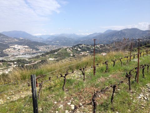 Vineyard in Bellet, Alpes-Maritimes