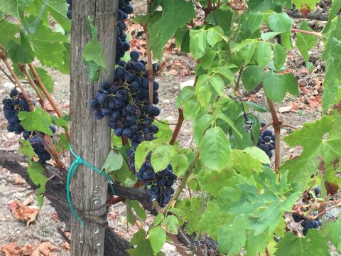 Folle Noire (Fuella Nera) vine in a Bellet vineyard