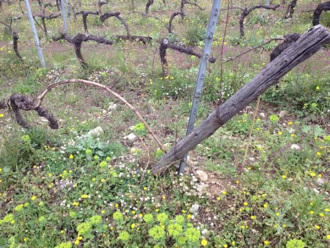 Layered vine by Spizzo in Bellet near Nice