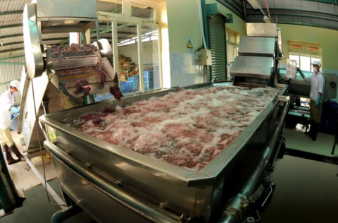 Grape bath machine in Vietnam