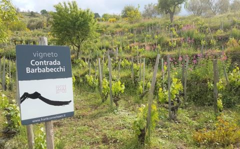 Cornelissen vines on Etna, Sicily