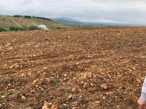 Zsirai new vineyard in Tokaj with its rocky soils