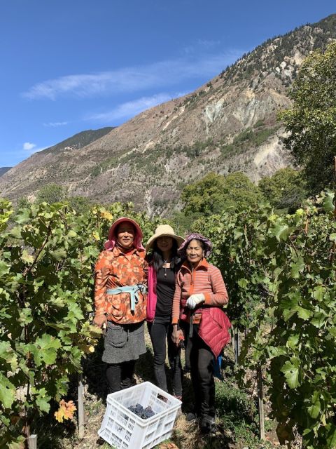 Ao Yun vineyard workers in Yunnan