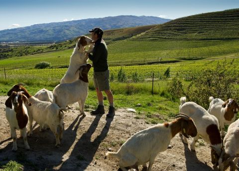 Felton Road - AJ with the goats
