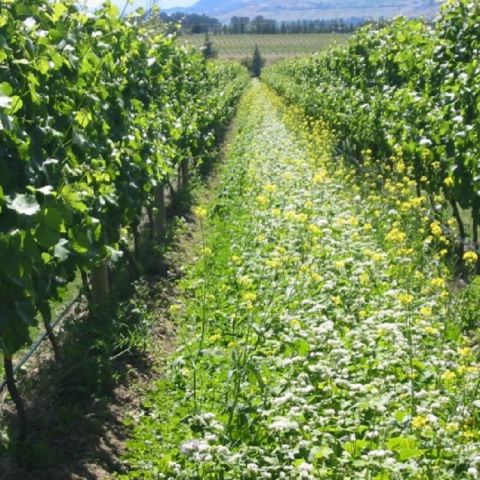 Felton Road - Buckwheat and mustard cover crop
