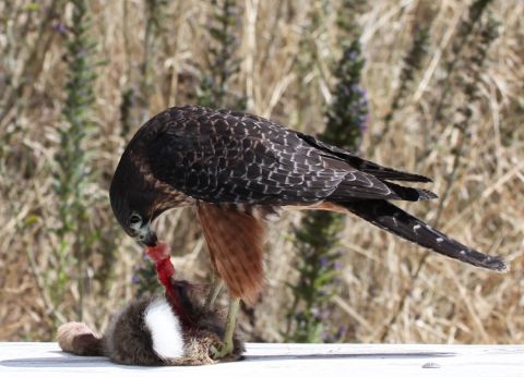 Felton Road - Cazador