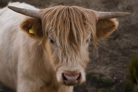 Felton Road - Highland cow