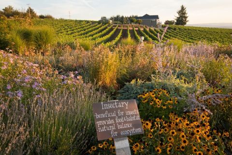 View of Brooks winery from the vineyards