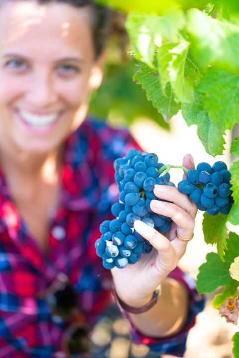 Caruso e Minini - harvest time