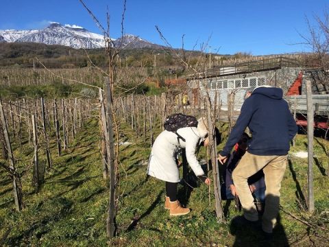 Learning how to prune at I Vigneri