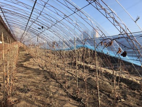 Mark Hao's greenhouse vineyard
