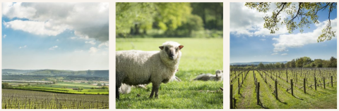 Three images of Nyetimber vineyard