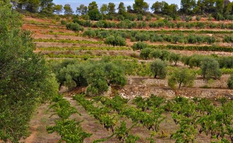 The terraced vineyards of Orto Vins