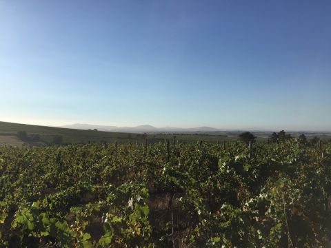 Reyneke vineyards in Stellenbosch