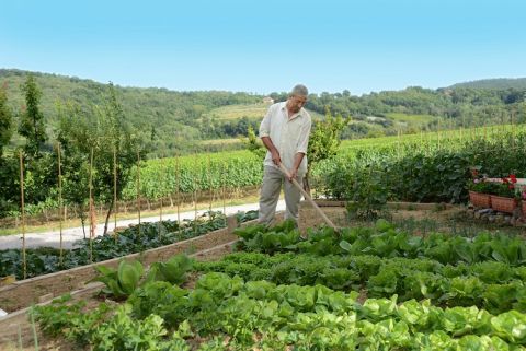 Salcheto - organic veg garden