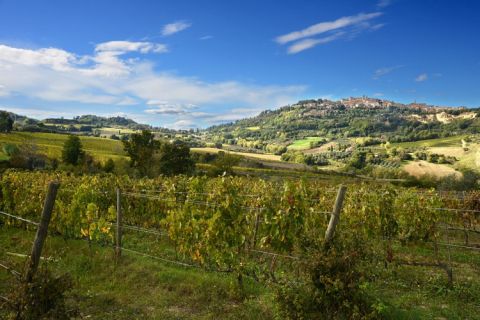 Salcheto vineyards in autumn