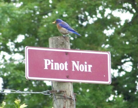 Sokol Blosser - Western Bluebird