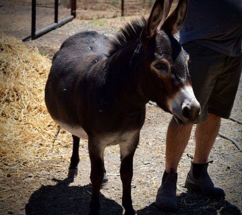 Solminer donkey