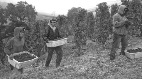 Stolpman's La Cuadrilla vineyard crew at work
