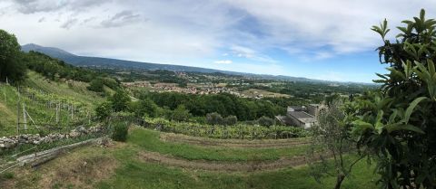 Tappero Merlo vineyards