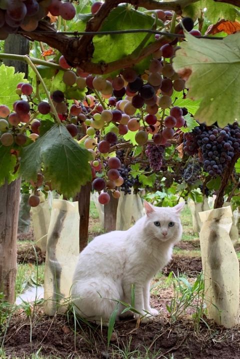 Ver Sacrum - cat in the vineyard
