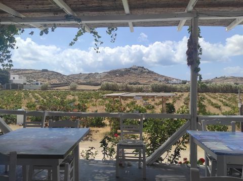 Vioma - view of the vines