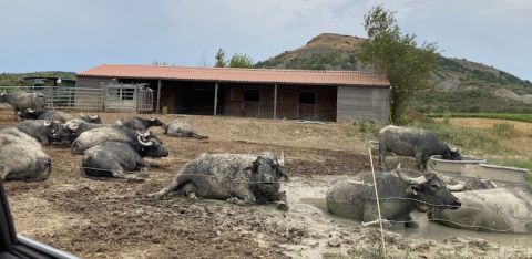 Antonini buffalo in Corbieres, Languedoc