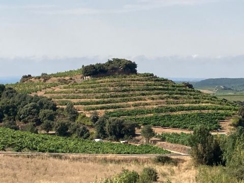 The 'escargot' vineyard in Faugeres