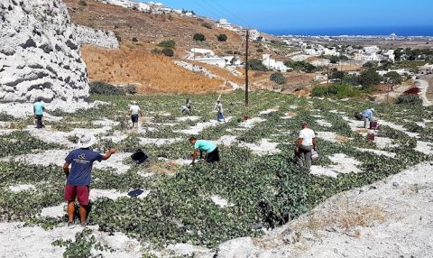 Harvesting Argyros grapes on Santorini