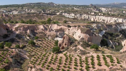 Vines in Cappadocia, central Turkey