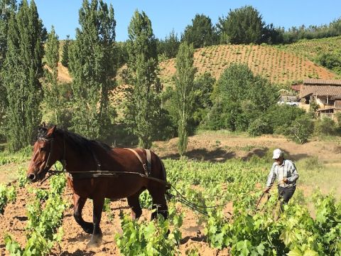 Vineyard with horse in Itata, southern Chile