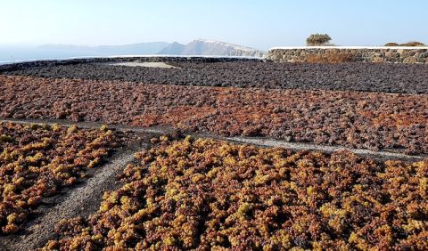 Venetsanos grapes drying outside on Santorini