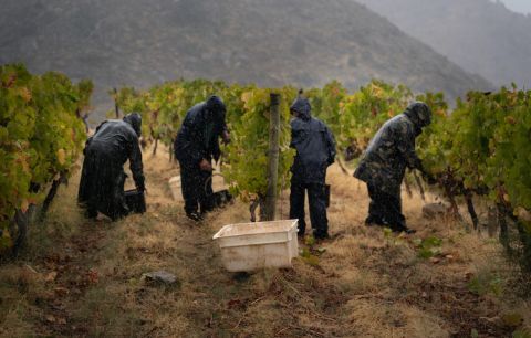 Symington pickers in the rain 19 Sep 2020