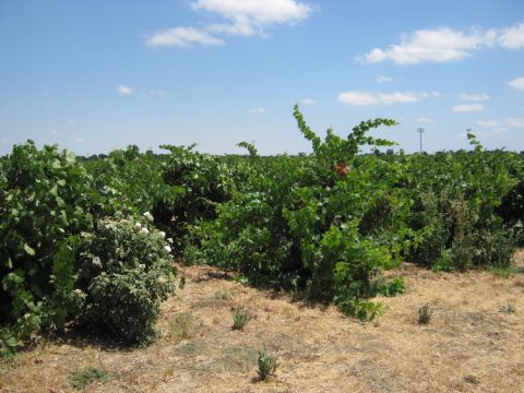 Lodi old-vine vineyard