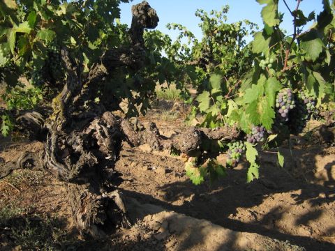 Lodi vineyard planted in 1909