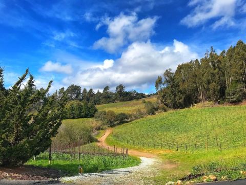 Alfaro Family Vineyards in Santa Cruz Mountains