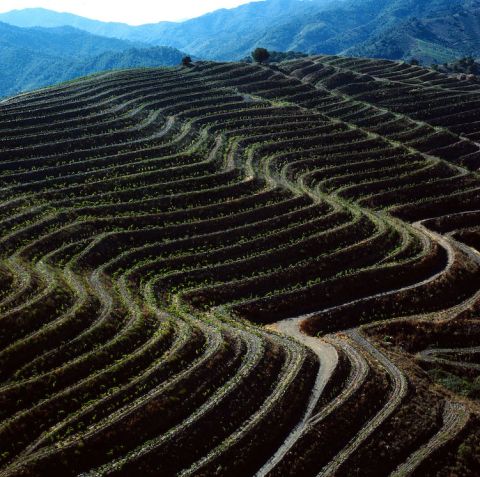Le Giberga vineyard in Porrera, Priorat