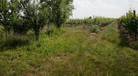 Meinklang eco-island