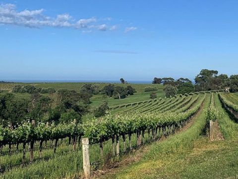 Dandleion vineyard in McLaren Vale