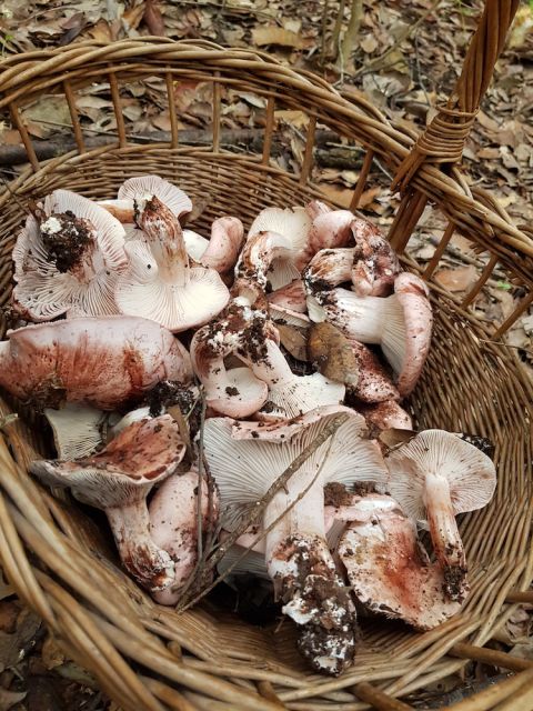 Mushrooms gathered in the San Polino woods